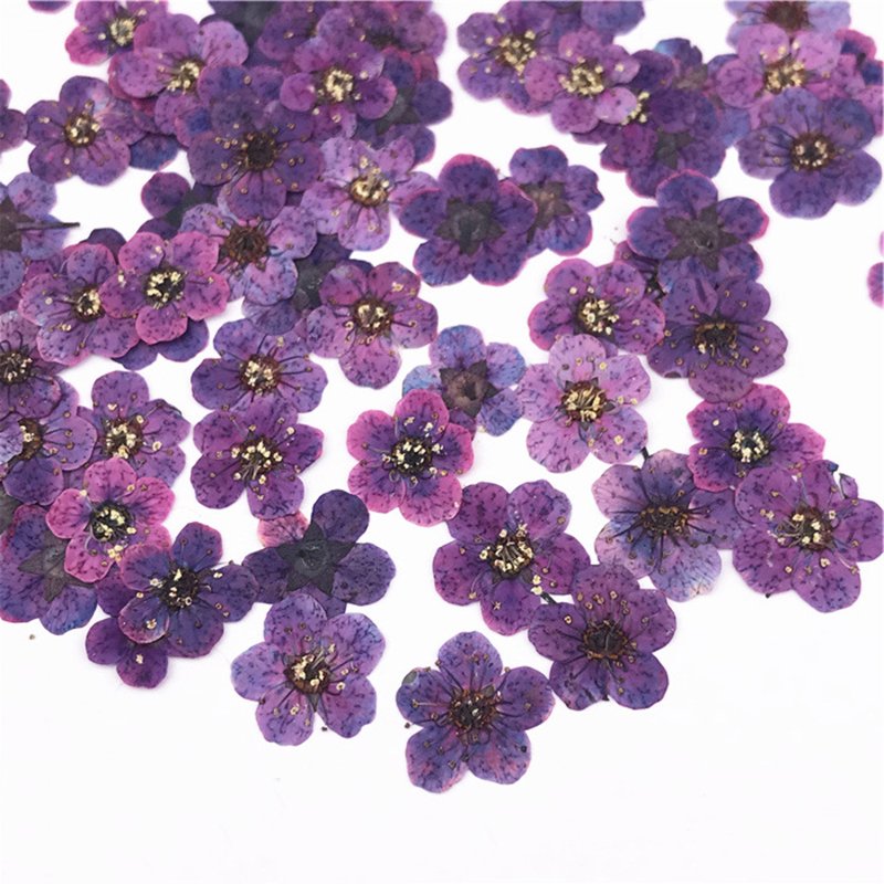 Dried Flowers Nail Art Pressed Dry Flower Nature Dried Flower Nail Art Sorbaria Sorbifolia