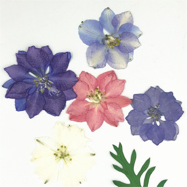 2024 New Real Natural Blue White Pink Pressed Larkspur Flowers for Resin DIY Jewellery Epoxy Candle