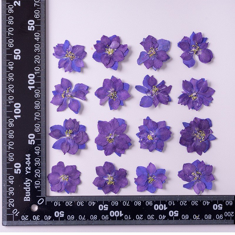 2024 New Real Natural Blue White Pink Pressed Larkspur Flowers for Resin DIY Jewellery Epoxy Candle