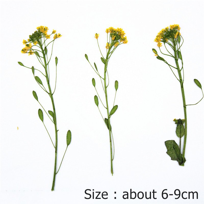 Draba Remotiflora Flower Spray Plant Specimens Dried Draba Flower And Spray Pressed Embossed Draba Remotiflora