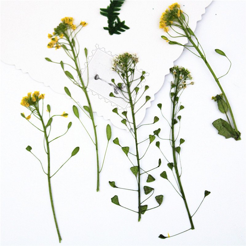Draba Remotiflora Flower Spray Plant Specimens Dried Draba Flower And Spray Pressed Embossed Draba Remotiflora