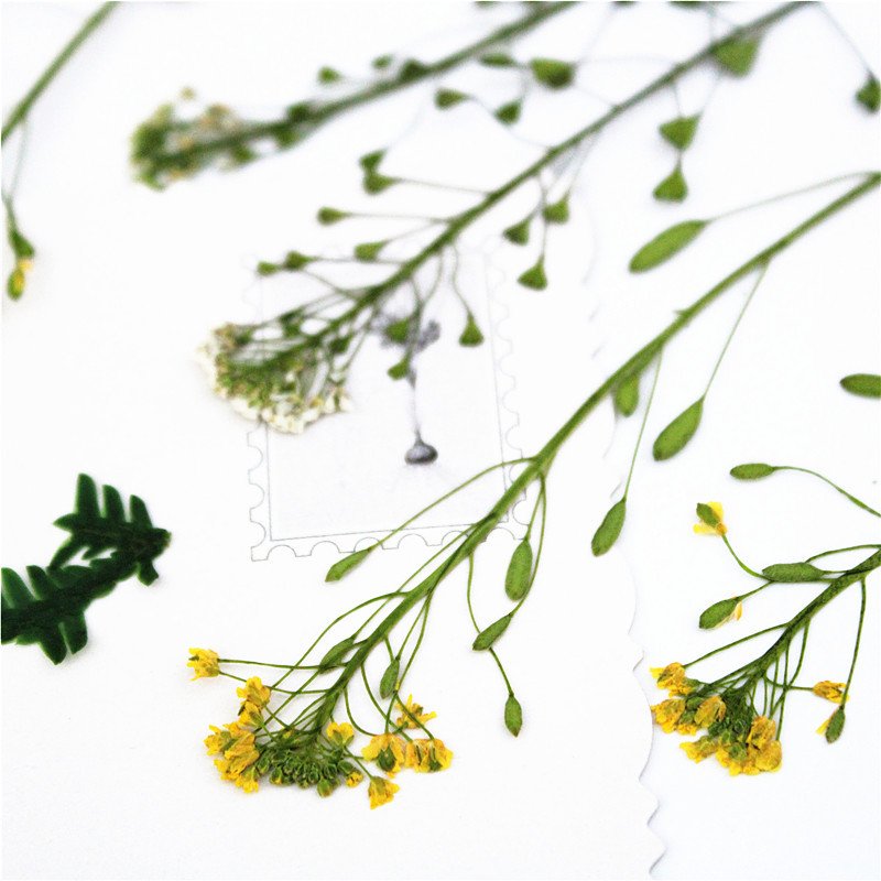 Draba Remotiflora Flower Spray Plant Specimens Dried Draba Flower And Spray Pressed Embossed Draba Remotiflora