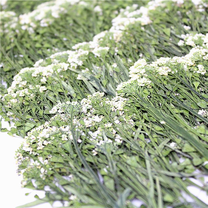 Draba Remotiflora Flower Spray Plant Specimens Dried Draba Flower And Spray Pressed Embossed Draba Remotiflora