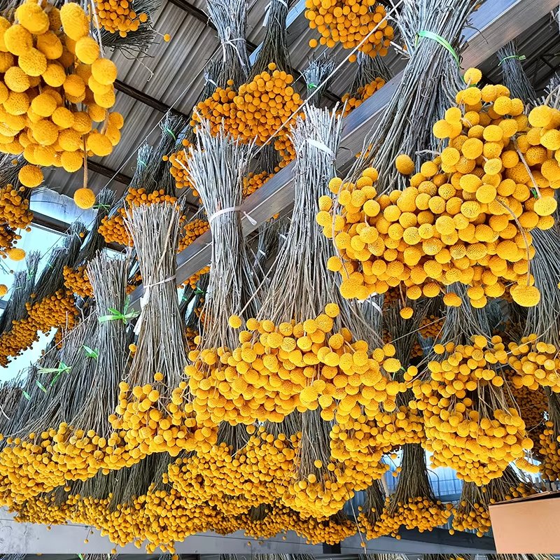 Hot Sell Dried Flower Natural Wedding Home Floral Decor Craspedia Golden Ball Dried Wedding Billy Balls