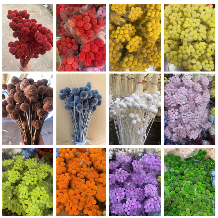 Hot Sell Dried Flower Natural Wedding Home Floral Decor Craspedia Golden Ball Dried Wedding Billy Balls