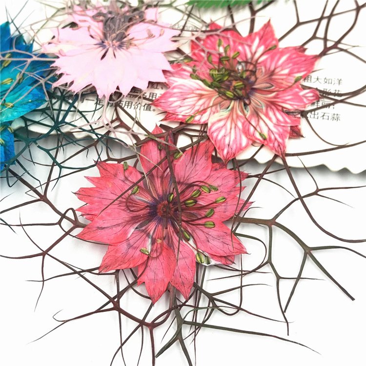 Best Gift Real Natural Pressed Dried Nigella Damascena L Flower Plant Herbarium For Nail Art Make Up