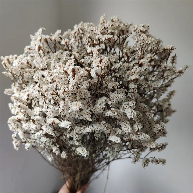 Preserved Dried Crystal Grass Crystal Lover Grass German Statice Limonium Flowers Sea Lavender Flower Bouquet Caspea Flower