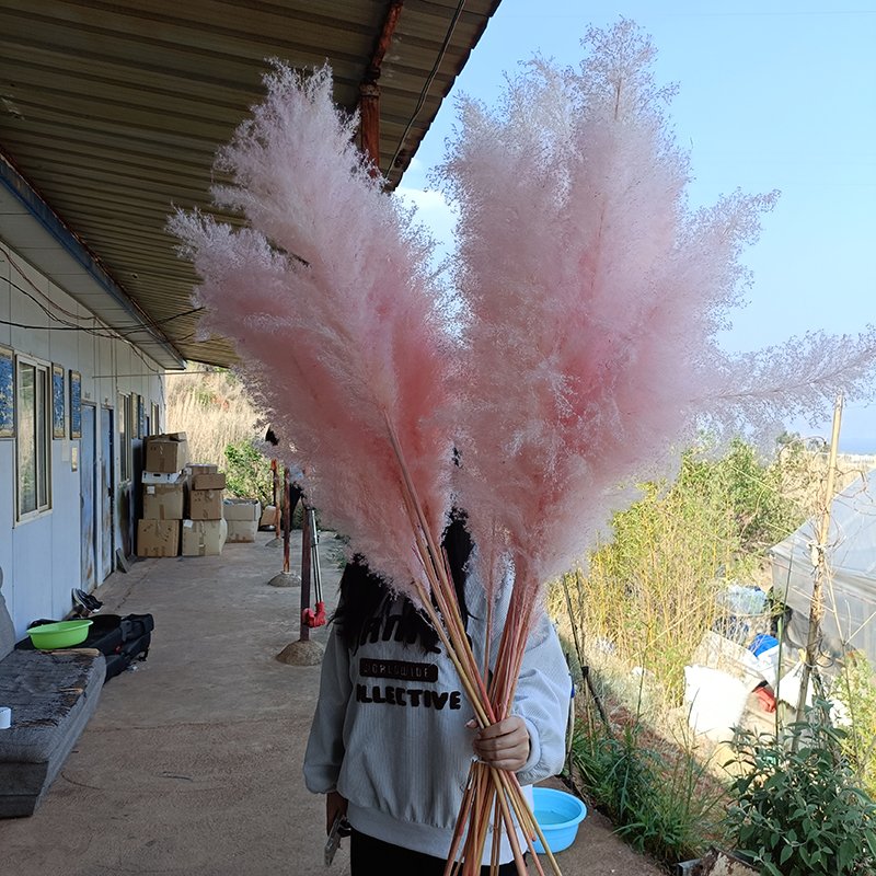 Natural Dried Pampas Grass over 60cm Fluffy Plume Dried Decorative Vase for Wedding Flowers Arrangements Home Decor Real Plant