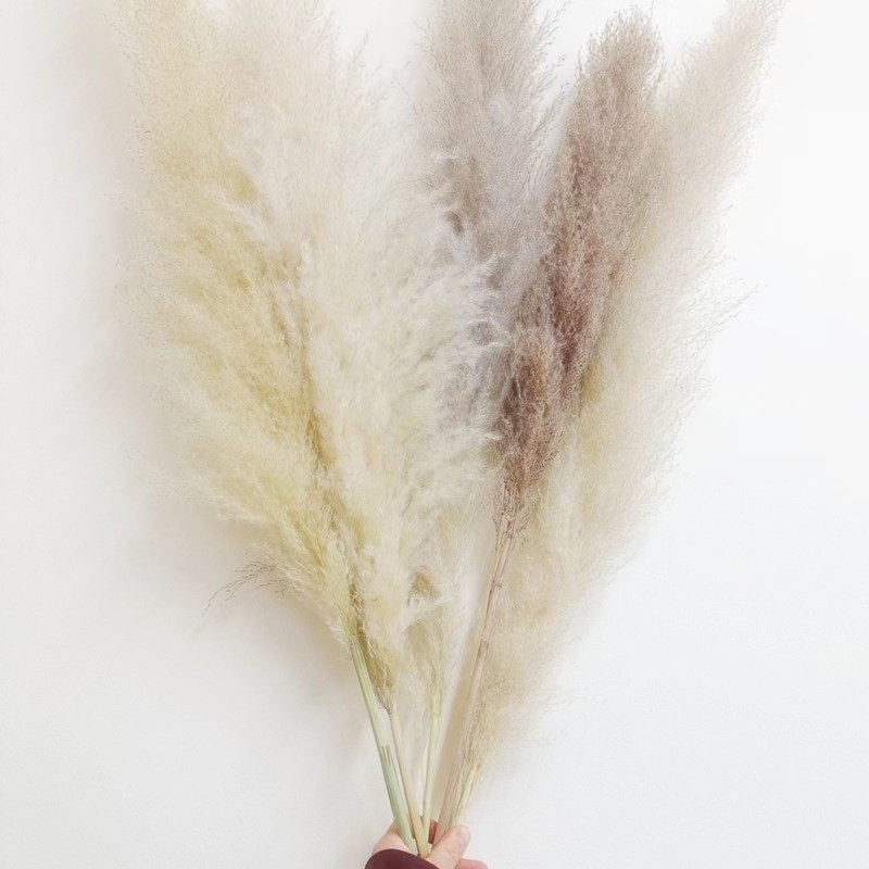 Natural Dried Pampas Grass over 60cm Fluffy Plume Dried Decorative Vase for Wedding Flowers Arrangements Home Decor Real Plant