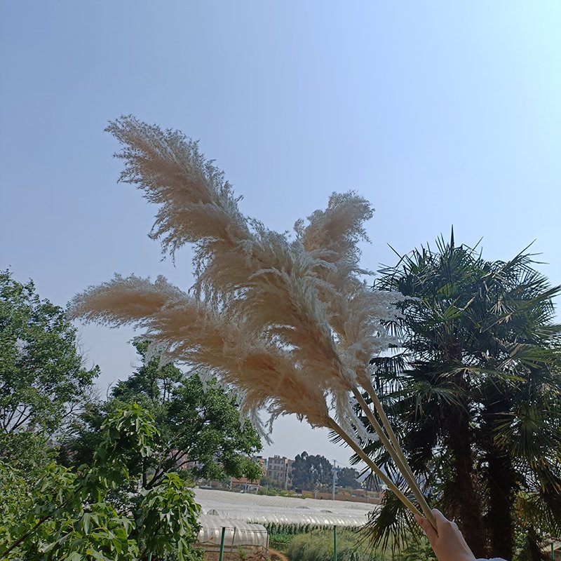 Natural Dried Pampas Grass over 60cm Fluffy Plume Dried Decorative Vase for Wedding Flowers Arrangements Home Decor Real Plant