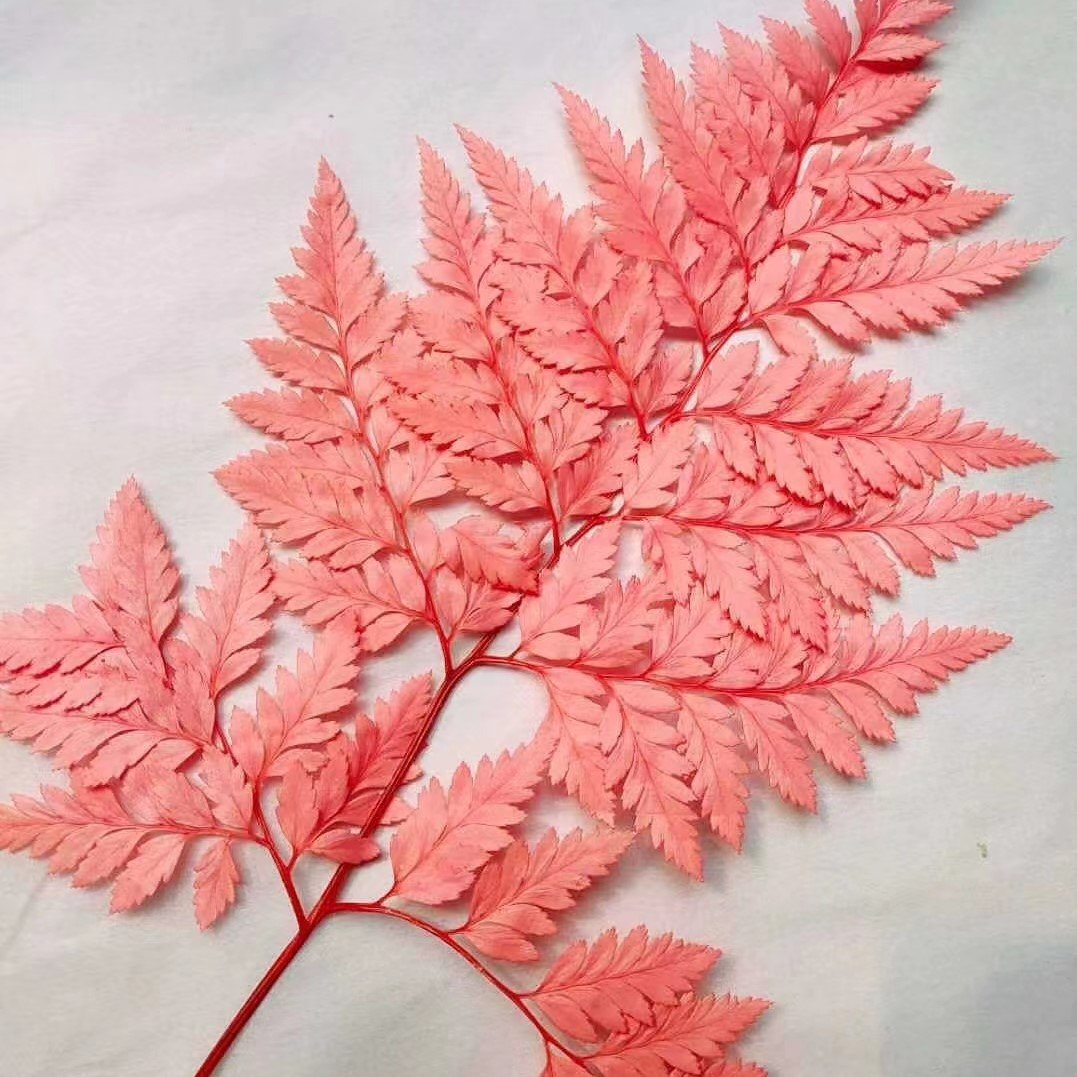 Manufacturer Natural Fern Leaf Dried Flowers Preserved Dried Big Leaf Flat Leaf For Home Party Wedding Decoration