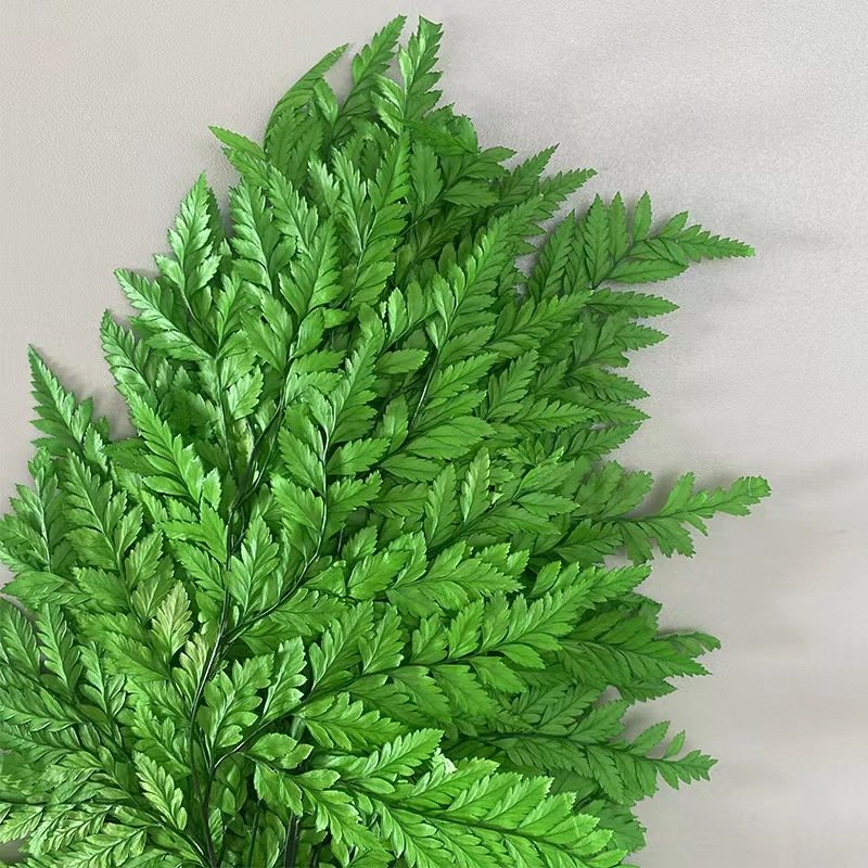 Manufacturer Natural Fern Leaf Dried Flowers Preserved Dried Big Leaf Flat Leaf For Home Party Wedding Decoration