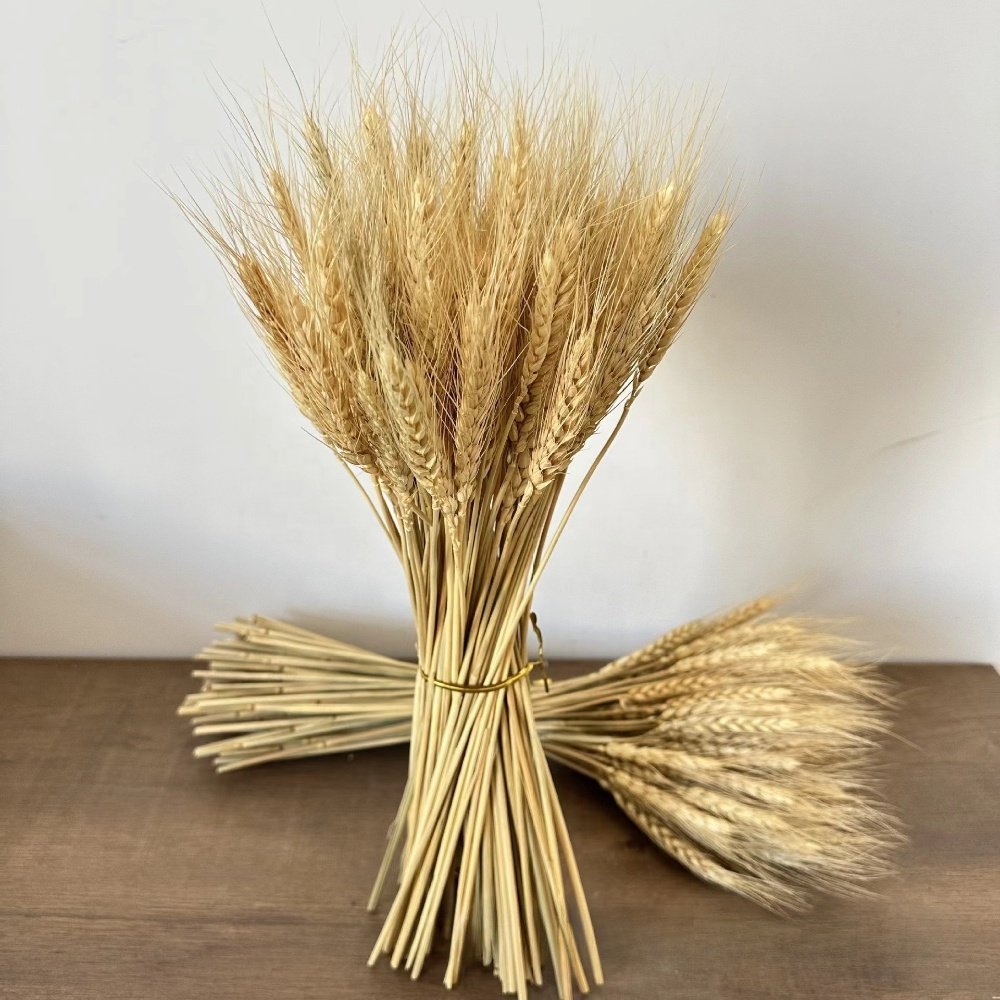 Dried Wheat Stalks for Home Decor in Floral Bouquets Arrangements Wreaths