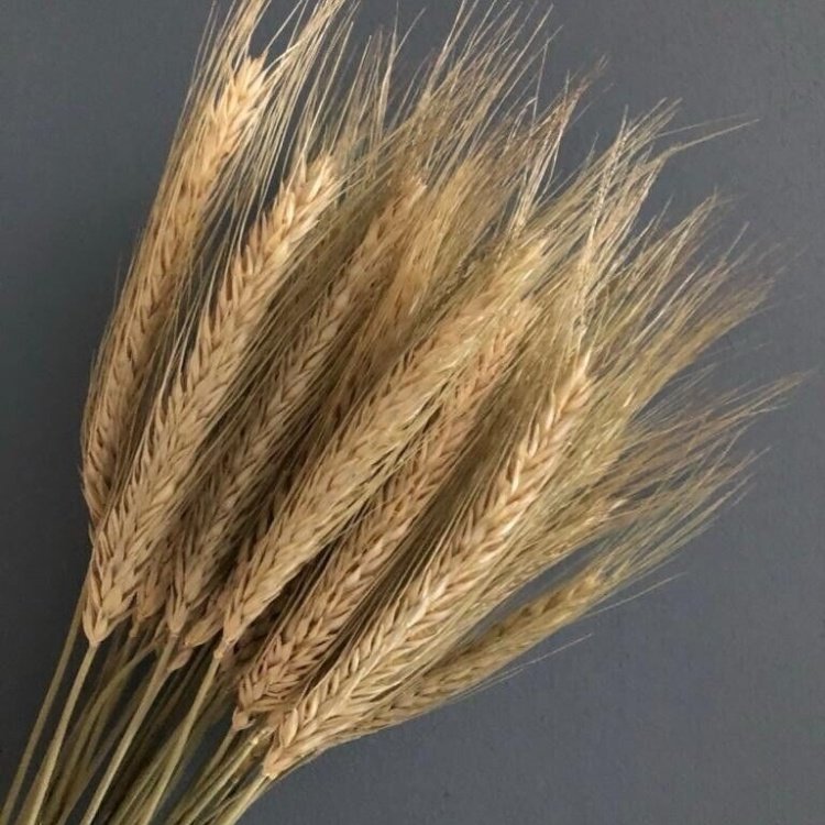 Dried Wheat Stalks for Home Decor in Floral Bouquets Arrangements Wreaths