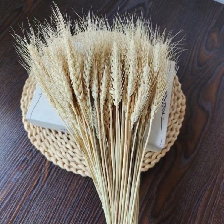 Dried Wheat Stalks for Home Decor in Floral Bouquets Arrangements Wreaths