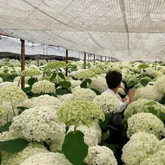 Everylove Preserved Hydrangea 25-30cm White Real Preserved Hydrangea Flowers With Stems For Wedding Home Party