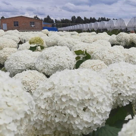 Everylove Preserved Hydrangea 25-30cm White Real Preserved Hydrangea Flowers With Stems For Wedding Home Party