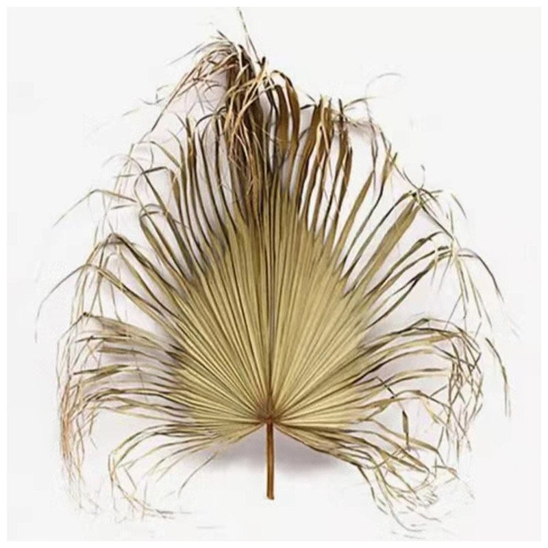 Z-1 Jumbo Sun Palm Wispy Natural Leaf Dried Palm Dried Floral Boho Home Wall Decoration Palm Spades Pampas Decor