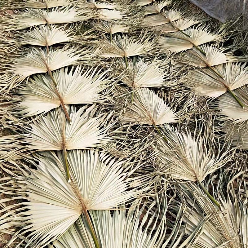Z-1 Jumbo Sun Palm Wispy Natural Leaf Dried Palm Dried Floral Boho Home Wall Decoration Palm Spades Pampas Decor