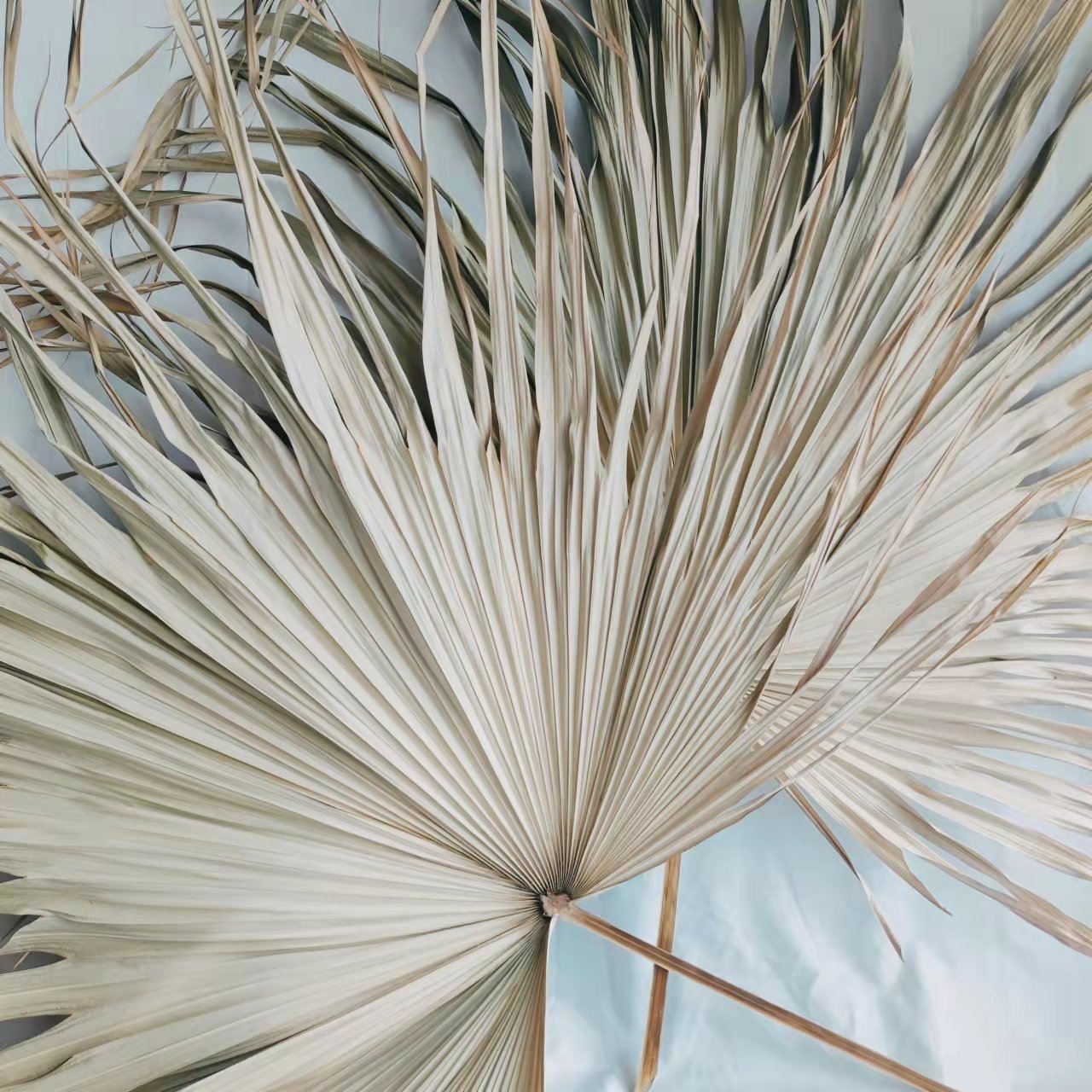 Z-1 Jumbo Sun Palm Wispy Natural Leaf Dried Palm Dried Floral Boho Home Wall Decoration Palm Spades Pampas Decor