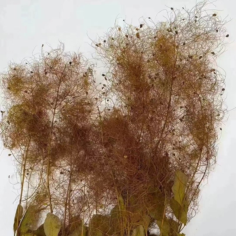 Dried Cotinus Coggygria Scop Misty lover tree Flowers Foggy Lover Flower Wedding Party Decoration DIY Craft