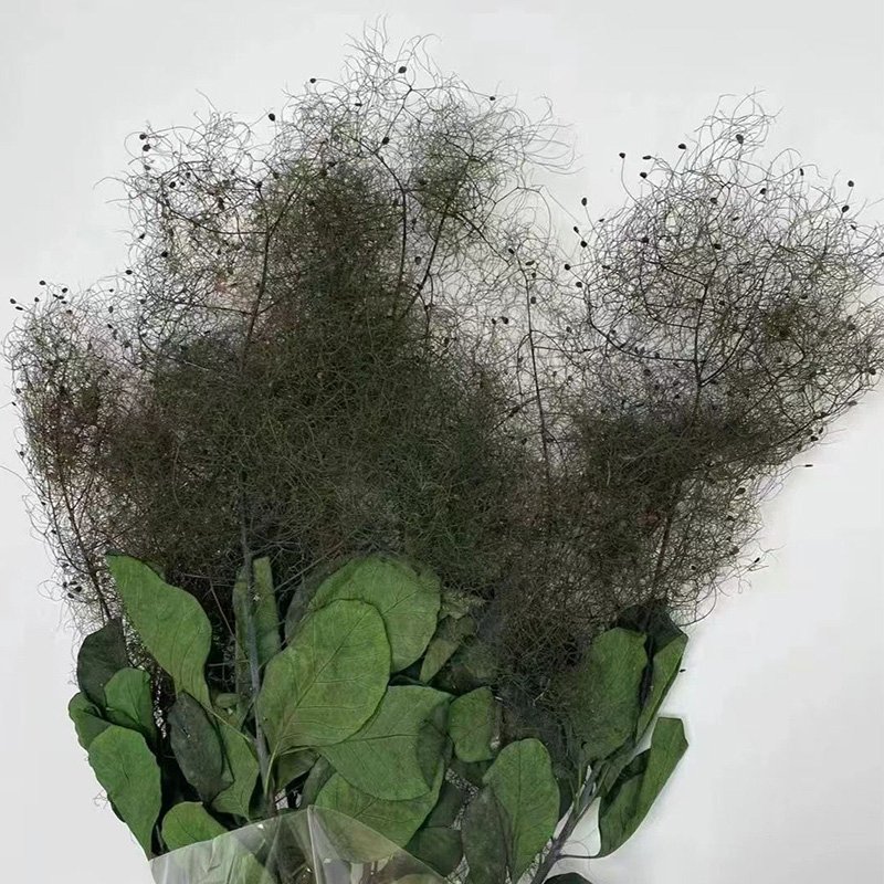 Dried Cotinus Coggygria Scop Misty lover tree Flowers Foggy Lover Flower Wedding Party Decoration DIY Craft