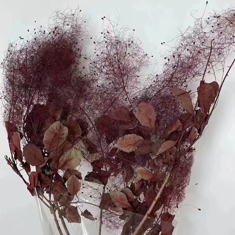 Dried Cotinus Coggygria Scop Misty lover tree Flowers Foggy Lover Flower Wedding Party Decoration DIY Craft