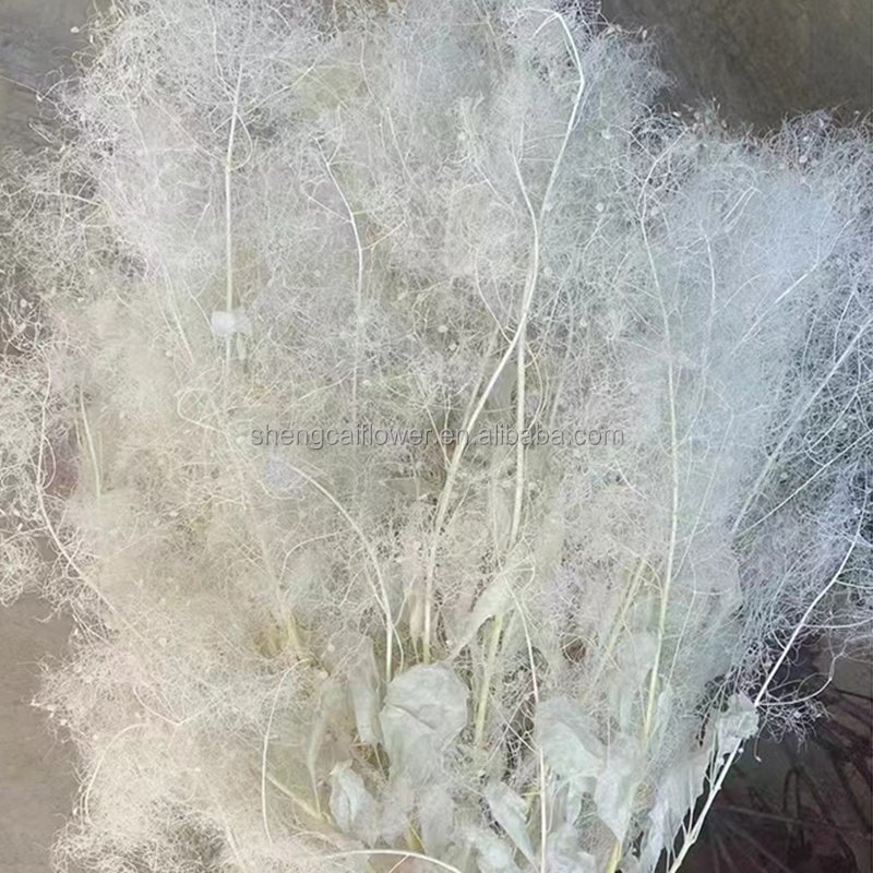 Dried Cotinus Coggygria Scop Misty lover tree Flowers Foggy Lover Flower Wedding Party Decoration DIY Craft