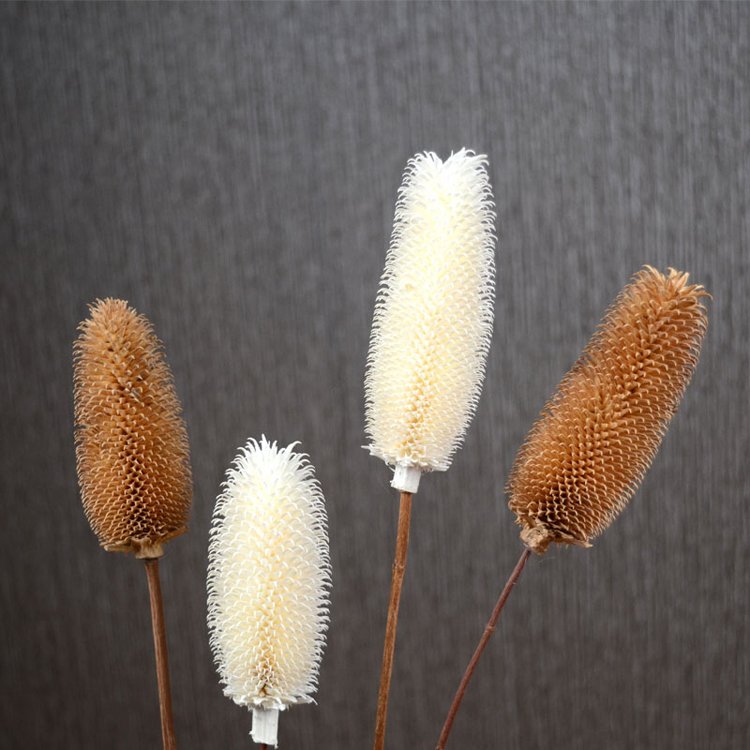 Sumflora Factory supplier dried flower dipsacus sativus for home decoration dry natural real touch flower