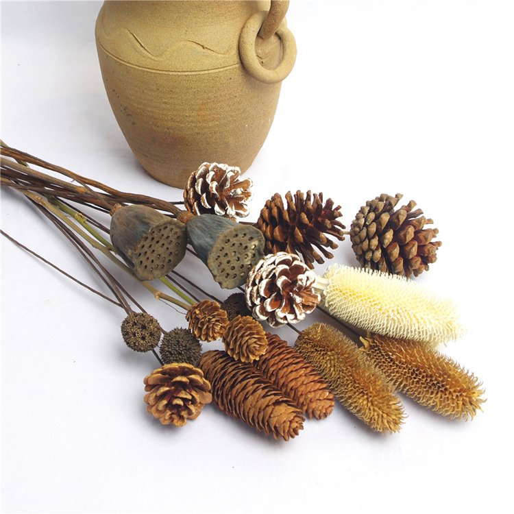 Sumflora Factory supplier dried flower dipsacus sativus for home decoration dry natural real touch flower