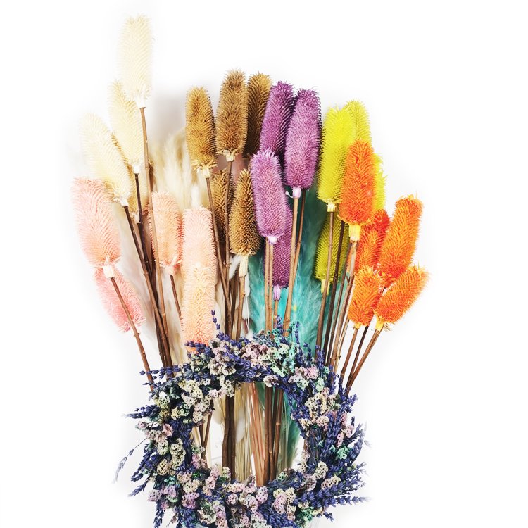 Sumflora Factory supplier dried flower dipsacus sativus for home decoration dry natural real touch flower