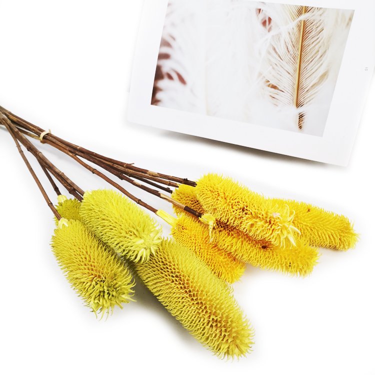 Sumflora Factory supplier dried flower dipsacus sativus for home decoration dry natural real touch flower