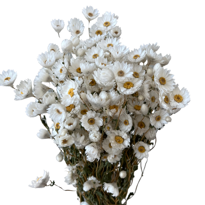 Wholesale Popular Real Natural Dried Rodanthe Flower Chrysanthemum Preserved Dried Chrysanthemum Daisy For Decoration