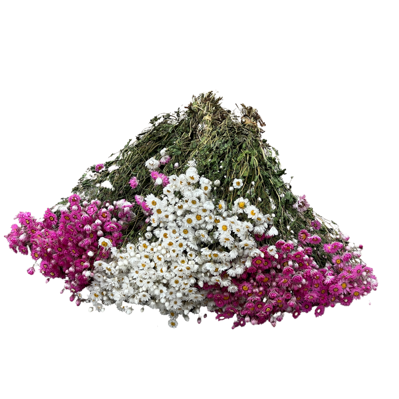 Wholesale Popular Real Natural Dried Rodanthe Flower Chrysanthemum Preserved Dried Chrysanthemum Daisy For Decoration