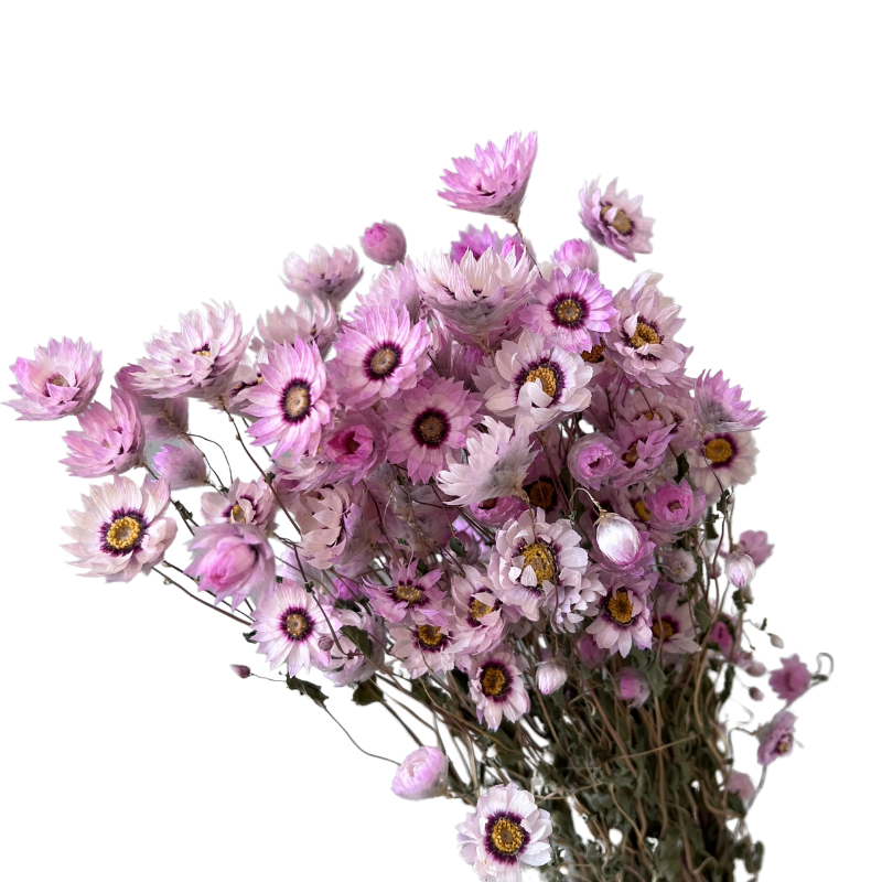 Wholesale Popular Real Natural Dried Rodanthe Flower Chrysanthemum Preserved Dried Chrysanthemum Daisy For Decoration