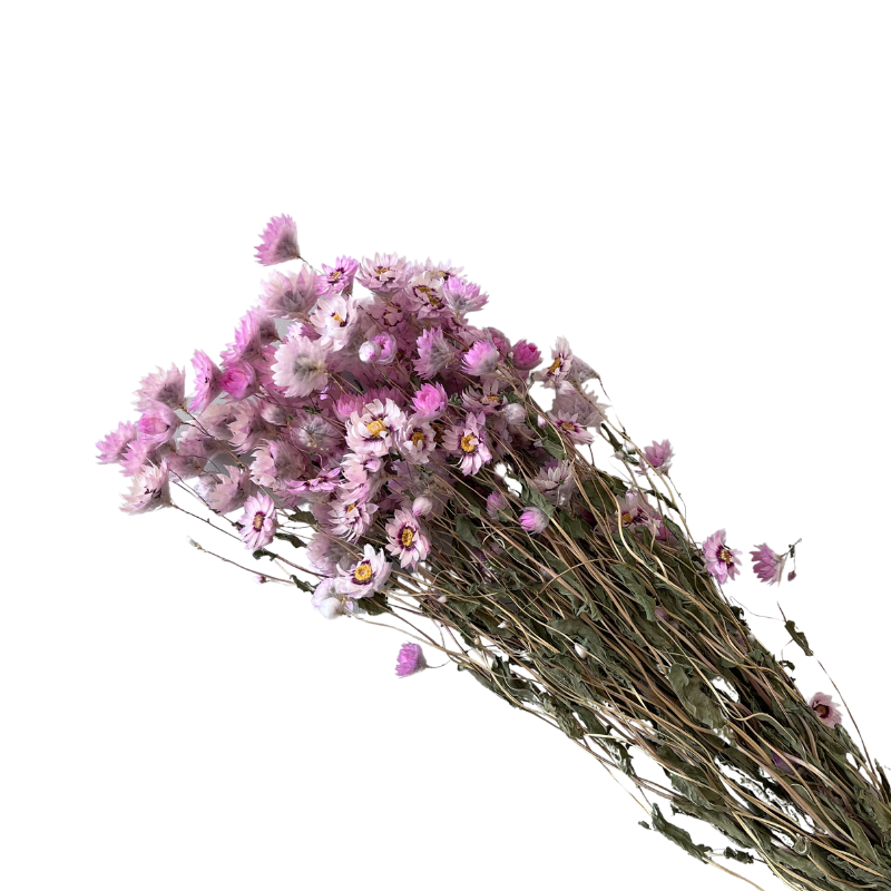 Wholesale Popular Real Natural Dried Rodanthe Flower Chrysanthemum Preserved Dried Chrysanthemum Daisy For Decoration