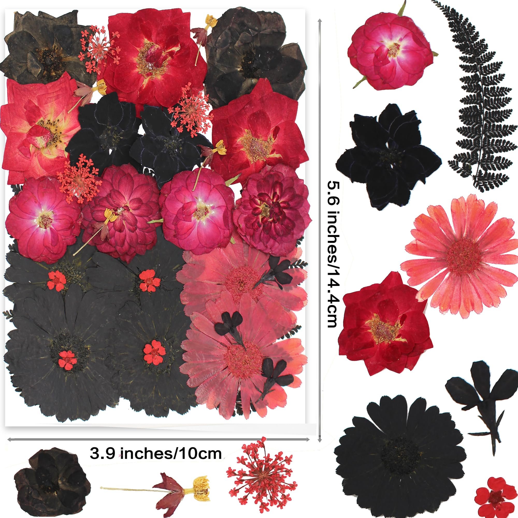 Pressed Flowers for Resin Mold Real Daisy Dried Flower Leaves Natural Scrapbooking DIY Candle Accessories Jewelry Crafts Making