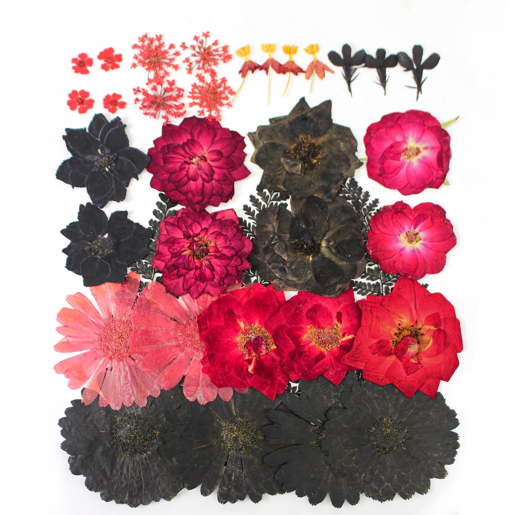 Pressed Flowers for Resin Mold Real Daisy Dried Flower Leaves Natural Scrapbooking DIY Candle Accessories Jewelry Crafts Making