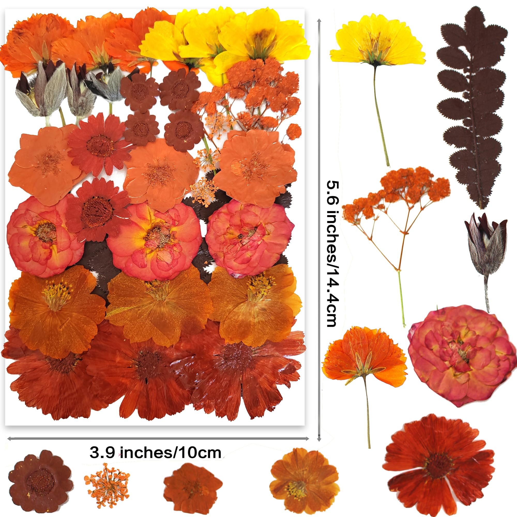 Pressed Flowers for Resin Mold Real Daisy Dried Flower Leaves Natural Scrapbooking DIY Candle Accessories Jewelry Crafts Making