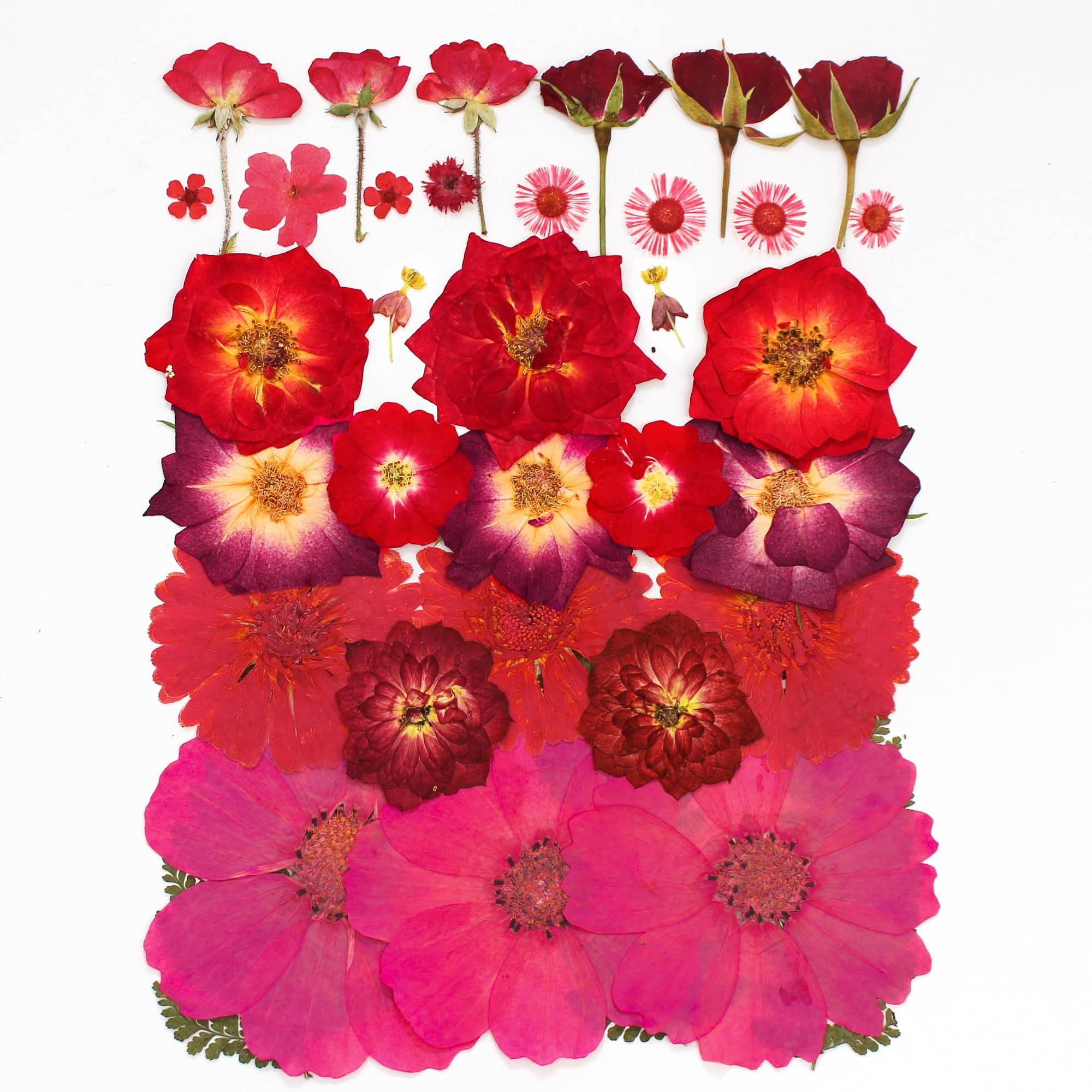 Pressed Flowers for Resin Mold Real Daisy Dried Flower Leaves Natural Scrapbooking DIY Candle Accessories Jewelry Crafts Making