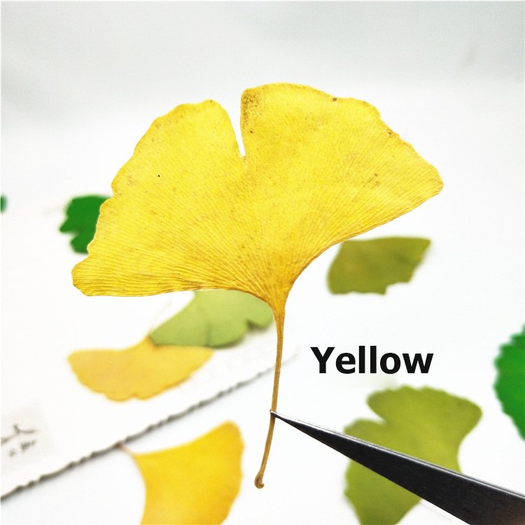 Ginkgo Leaf With Branch Flower Bookmark Real Leaf Real Flower Leaf Stickers