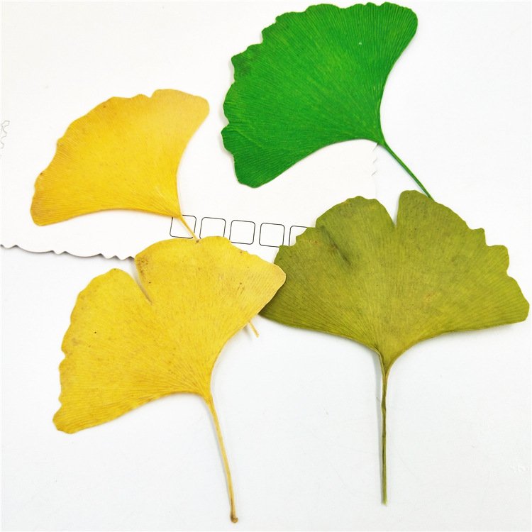 Ginkgo Leaf With Branch Flower Bookmark Real Leaf Real Flower Leaf Stickers