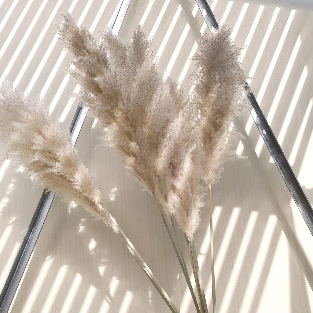 Dried Flower Bunch Fluffy Pampas Grass Reed Flower Festival Christmas Ornaments Wedding Pampas bundle Real Natural Pampas