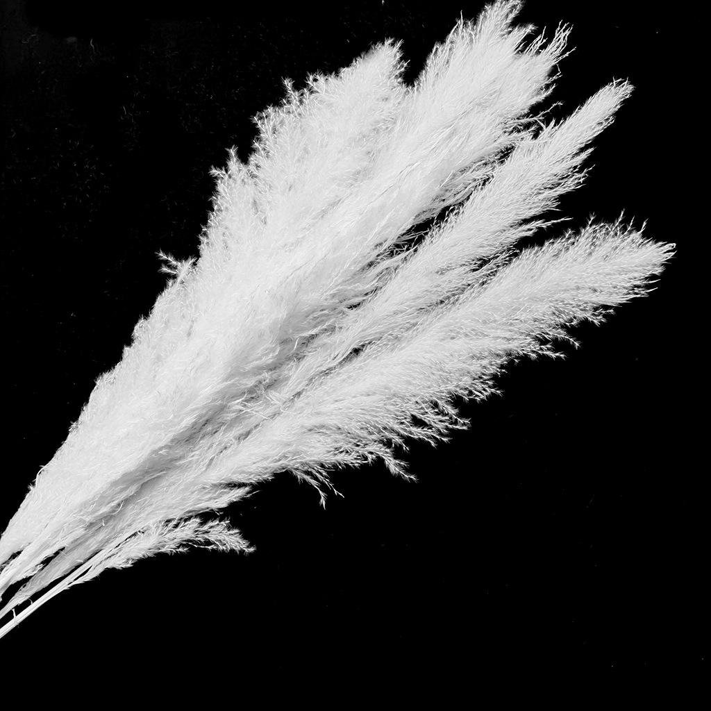 Dried Flower Bunch Fluffy Pampas Grass Reed Flower Festival Christmas Ornaments Wedding Pampas bundle Real Natural Pampas