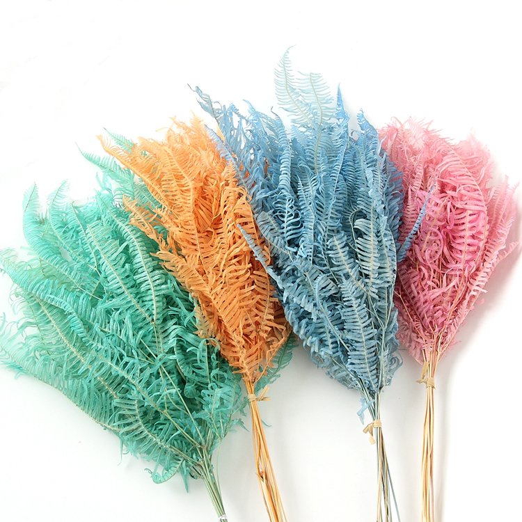 SumFlora 2024 Most popular real natural dried flower big fern leaf for flower arrangement