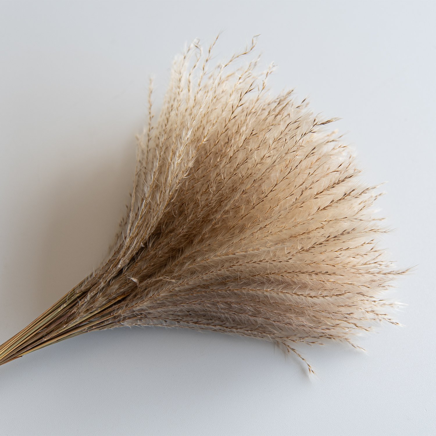 Reed Dried Decorative Pampas Grass Vase Grass Flower Dried Reed