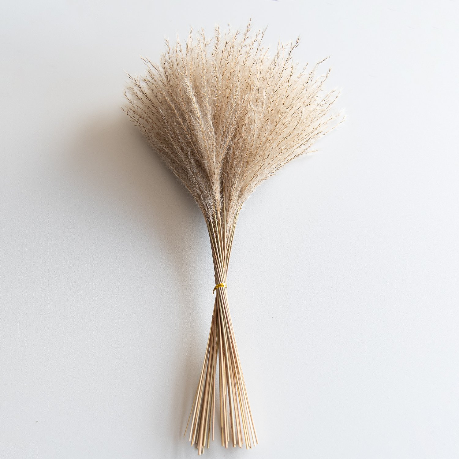 Reed Dried Decorative Pampas Grass Vase Grass Flower Dried Reed