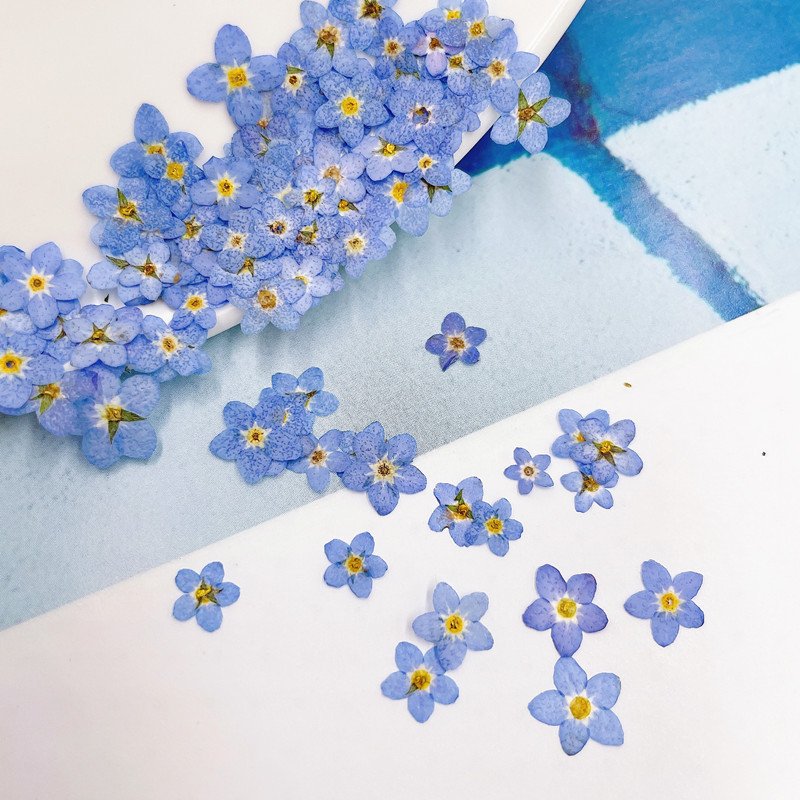 Wholesale Top Quality Natural Dry Press Flower DIY Real Dried Mini Pressed Flowers For Nail Art Frame Decoration