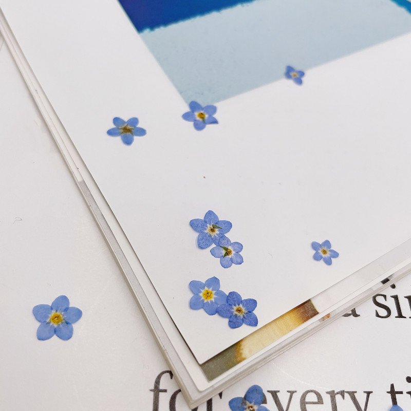 Wholesale Top Quality Natural Dry Press Flower DIY Real Dried Mini Pressed Flowers For Nail Art Frame Decoration