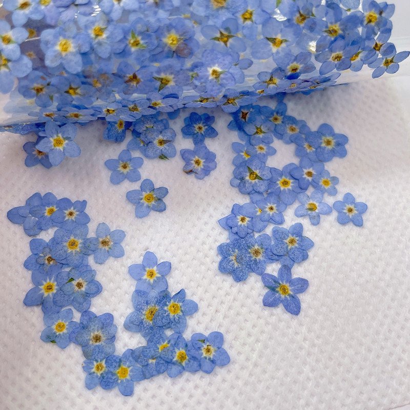 Wholesale Top Quality Natural Dry Press Flower DIY Real Dried Mini Pressed Flowers For Nail Art Frame Decoration